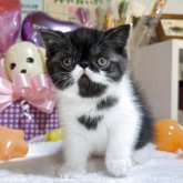 エキゾチックショートヘア