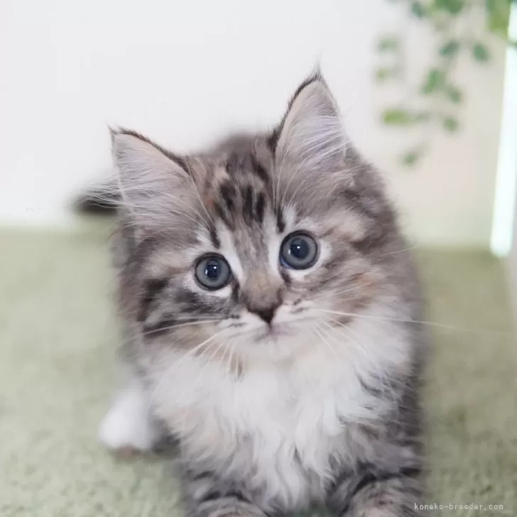ID:2405-03797の子猫