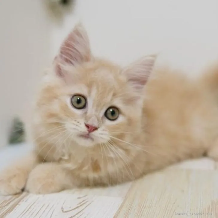 ID：2206-01524の子猫