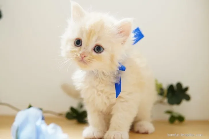 ID：2101-01772の子猫