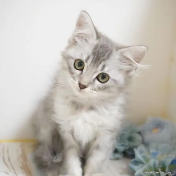 ID：2212-00081の子猫