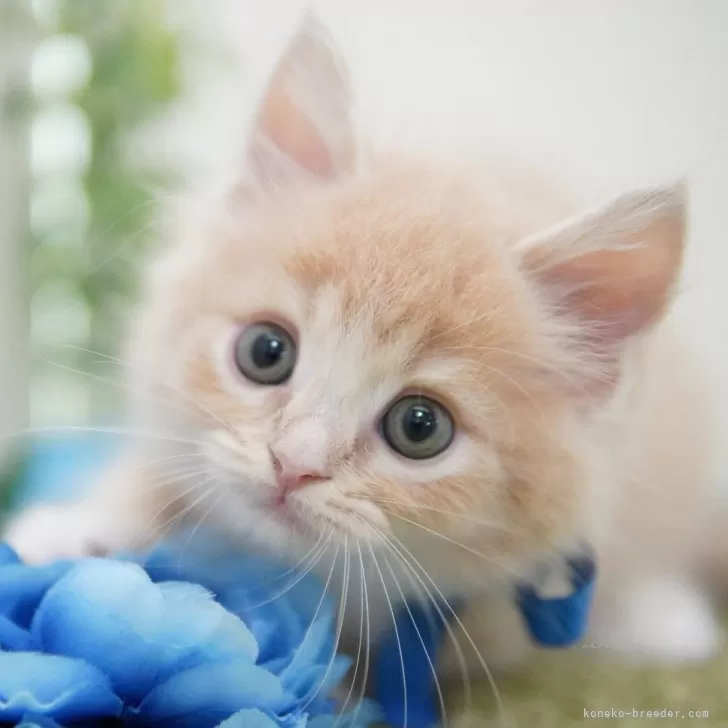 ID：2405-03785の子猫