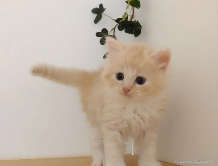 ID：2009-00539の子猫