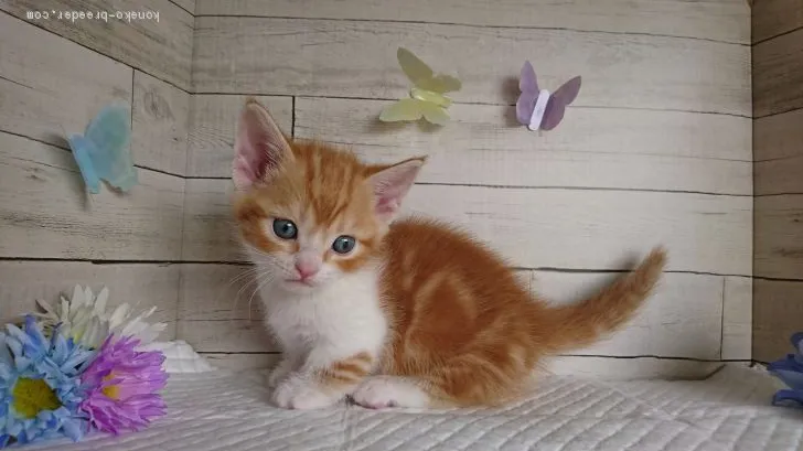 ID：1904-01032の子猫