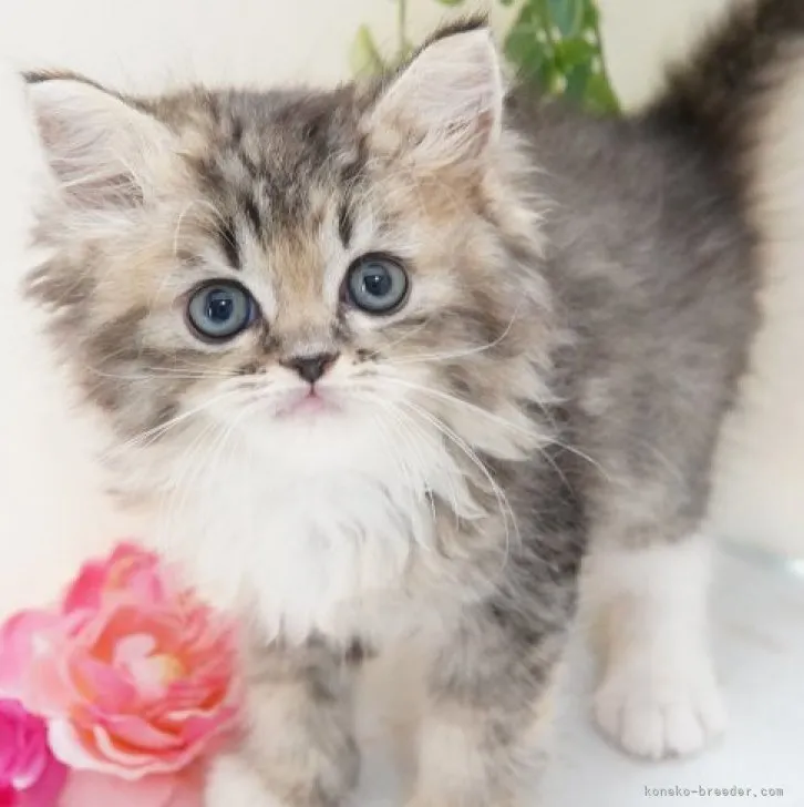 ID：2307-02309の子猫