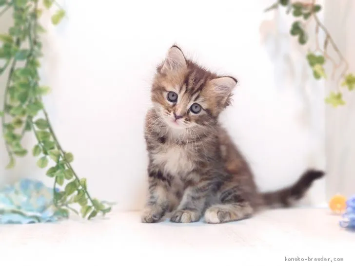 ID：2005-01752の子猫