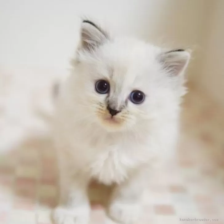 ID：2312-01665の子猫