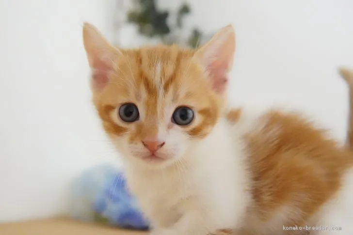シム 様のお迎えした子猫