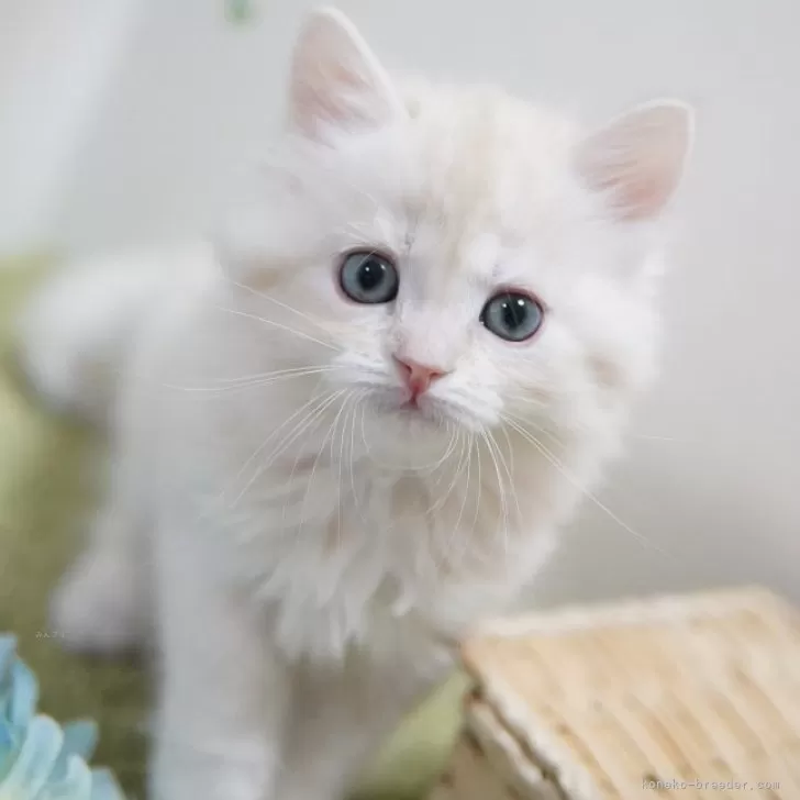 ID:2402-01258の子猫