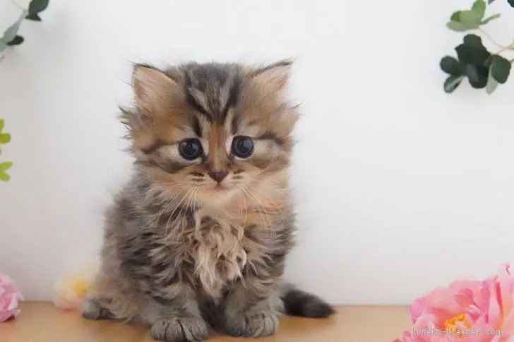 ID：2106-00913の子猫