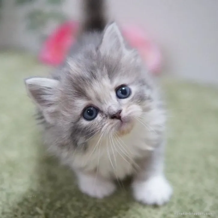 ID：2312-00894の子猫