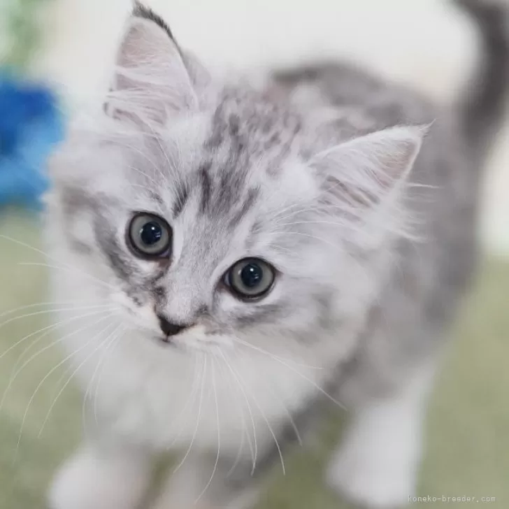 ID:2405-03794の子猫