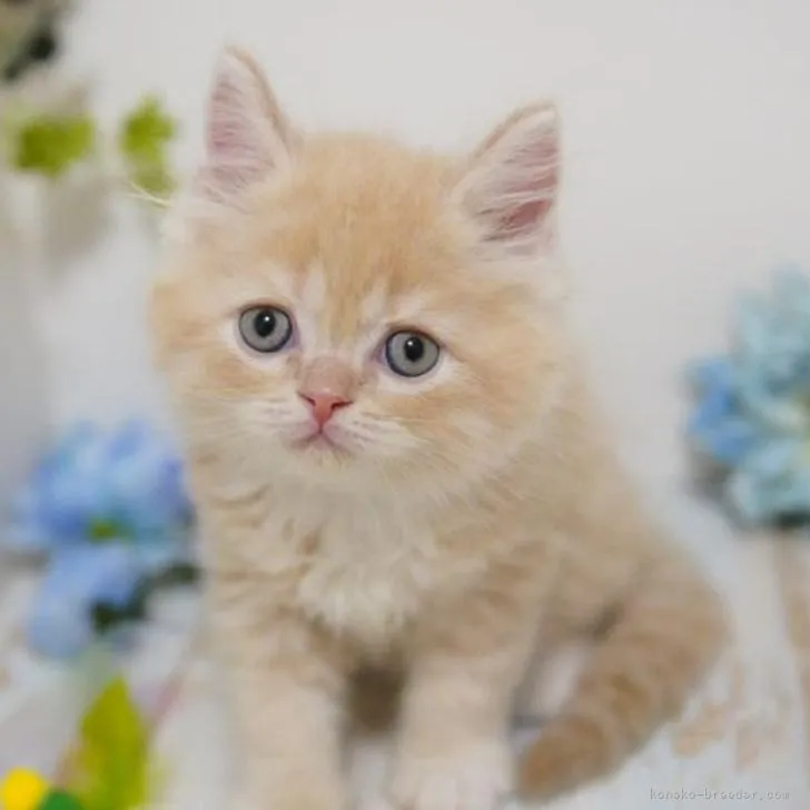 ID：2206-01522の子猫