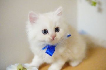 ラガマフィン【神奈川県・男の子・2022年1月7日・クリーム】の写真「甘えん坊君」