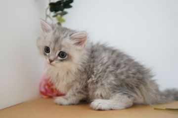 ペルシャ(チンチラ)【神奈川県・男の子・2020年10月23日・チンチラシルバー】の写真「いつもご機嫌♪優しい子」