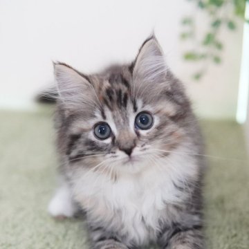 ラガマフィン【神奈川県・女の子・2024年4月19日・キャリコ】の写真「ふわ♡１年後とっても素敵なカラーに♡オンライン可能」