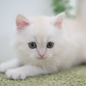 ラガマフィン【神奈川県・男の子・2024年4月19日・クリームタビー（ミディアム）】の写真「優しいクリームカラー♡オンラインで見学大歓迎！」