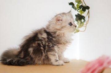 ペルシャ(チンチラ)【神奈川県・女の子・2020年10月23日・シェーデットシルバー】の写真「ほわん♪のんびり♡優しい子」