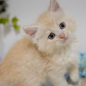 ラガマフィン【神奈川県・男の子・2022年4月27日・クリームタビー】の写真「温厚でとっても優しい子」