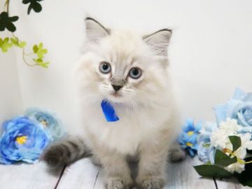 ラガマフィン【神奈川県・男の子・2022年3月28日・シールリンクスポイント（ロング）】の写真「明るく社交的なごきげん君♪」