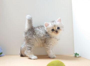 ラガマフィン【神奈川県・男の子・2020年9月18日・シルバー】の写真「おっとりで優しい子」