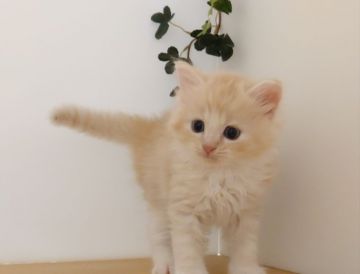 ラガマフィン【神奈川県・男の子・2020年8月7日・クリーム&ホワイト（ミディアム）】の写真「まったり甘えん坊くん」