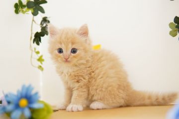 ラガマフィン【神奈川県・男の子・2020年12月21日・クリーム&ホワイト】の写真「いつもご機嫌♪優しい子」