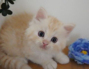 ラガマフィン【神奈川県・男の子・2021年5月30日・クリームタビー&ホワイト（ミディアム）】の写真「いつもご機嫌♪」