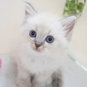 ラガマフィン【神奈川県・女の子・2023年6月6日・ブルーリンクスポイント】の写真「おっとり♥オンライン＆近隣引渡しサービス可」