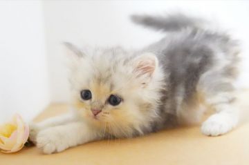 ラガマフィン【神奈川県・男の子・2021年6月4日・シルバータビー】の写真「小柄な甘えんぼくん」