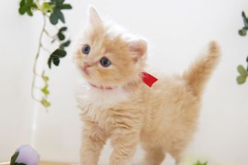 ラガマフィン【神奈川県・男の子・2020年12月21日・クリーム&ホワイト】の写真「いつもご機嫌♪優しい子」