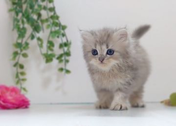 ペルシャ(チンチラ)【神奈川県・女の子・2020年7月4日・ブルー】の写真「愛らしいパステルカラー」