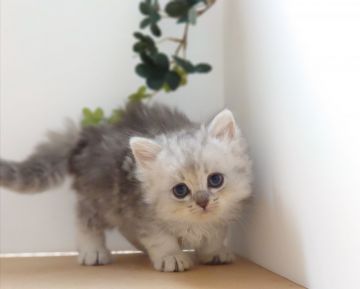 ラガマフィン【神奈川県・女の子・2020年9月18日・シルバー】の写真「活発てハッキリして優しい子」