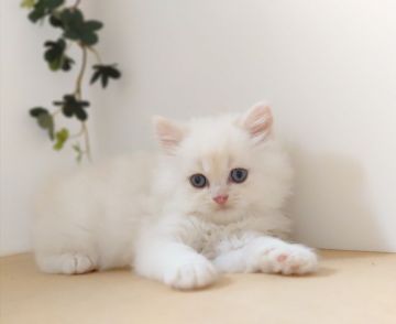 ラガマフィン【神奈川県・男の子・2020年5月11日・クリーム】の写真「ふわふわの可愛い子ちゃん」