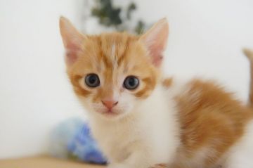 マンチカン(短足)【神奈川県・男の子・2021年2月3日・レッドタビー&ホワイト】の写真「マイペースな子」