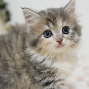 ラガマフィン【神奈川県・女の子・2022年4月27日・ダイリュートキャリコ】の写真「小柄でとっても優しい子」