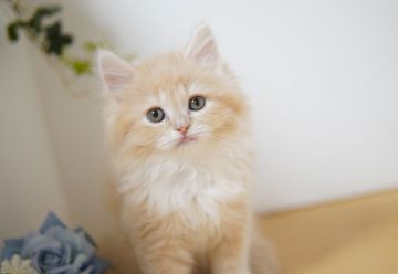 ラガマフィン【神奈川県・男の子・2021年12月16日・クリーム&ホワイト】の写真「甘えん坊かまってちゃん」