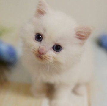 ラガマフィン【神奈川県・男の子・2023年11月4日・クリームポイント（ミディアム）】の写真「陽気で可愛いゴキゲンくん💛」