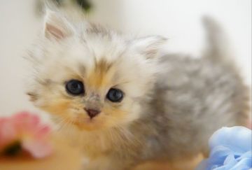 ラガマフィン【神奈川県・女の子・2021年6月4日・シルバータビー】の写真「小柄な甘えんぼちゃん」