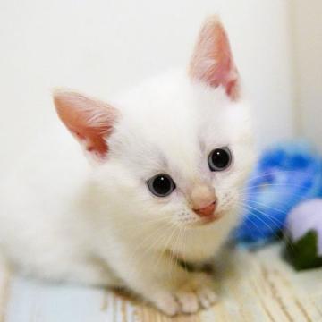 マンチカン(短足)【神奈川県・男の子・2022年5月27日・クリームポイント】の写真「短足♥明るく社交的」