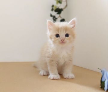 ラガマフィン【神奈川県・男の子・2020年8月7日・クリーム&ホワイト（ミディアム）】の写真「まったり甘えん坊くん」