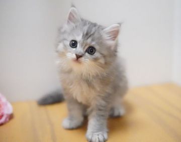 ラガマフィン【神奈川県・女の子・2021年5月30日・ブルータビー（ミディアム）】の写真「いつもご機嫌♪甘えんぼちゃん」