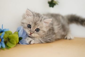 ペルシャ(チンチラ)【神奈川県・男の子・2020年10月23日・ブルータビー】の写真「いつもご機嫌♪優しい子」