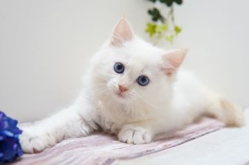 ラガマフィン【神奈川県・男の子・2022年3月28日・クリームポイント】の写真「明るく社交的なごきげん君♪」