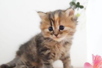 ミヌエット【神奈川県・女の子・2021年5月2日・ブラウンパッチドタビー（ミディアム）】の写真「ほわん♪のんびり♡優しい子」