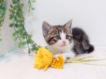 マンチカン(長足)【神奈川県・男の子・2020年4月11日・ブラウンタビー&ホワイト（短毛）】の写真「天真爛漫な元気くん」