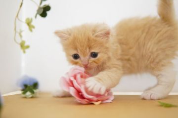 ラガマフィン【神奈川県・男の子・2020年12月21日・クリーム&ホワイト】の写真「おっとり穏やか甘えん坊で♪優しい子」