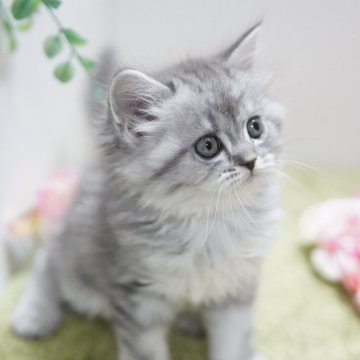 ラガマフィン【神奈川県・女の子・2023年12月25日・ブルータビー（ミディアム）】の写真「小柄でキュート💛」