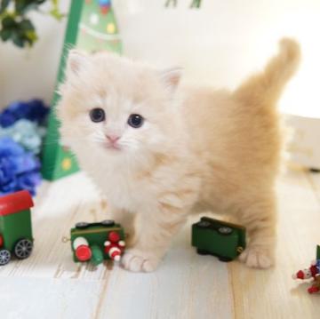 ラガマフィン【神奈川県・男の子・2022年11月3日・クリームタビー】の写真「12/1撮影」