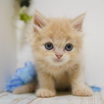 ラガマフィン【神奈川県・男の子・2022年4月27日・クリーム】の写真「小柄でとっても優しい子」